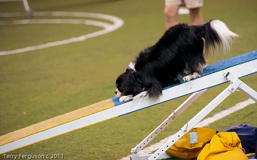 More Agility...-_dsc4274.jpg