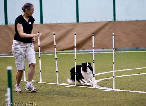 More Agility...-_dsc4056.jpg