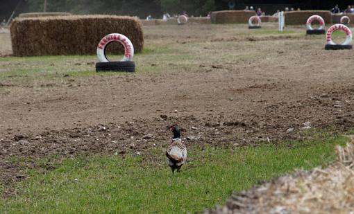 what's this &quot;racing&quot; in my field?-_6304339_dxo.jpg