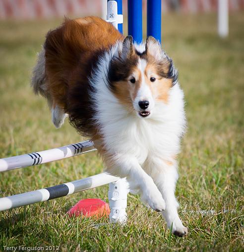 AKC Agility Trials-_dsc0305.jpg