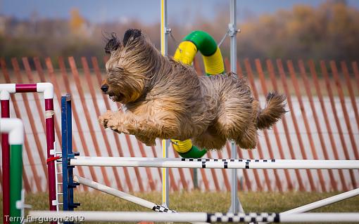 AKC Agility Trials-_dsc1006.jpg