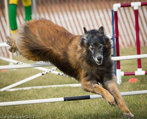 AKC Agility Trials-_dsc1033.jpg