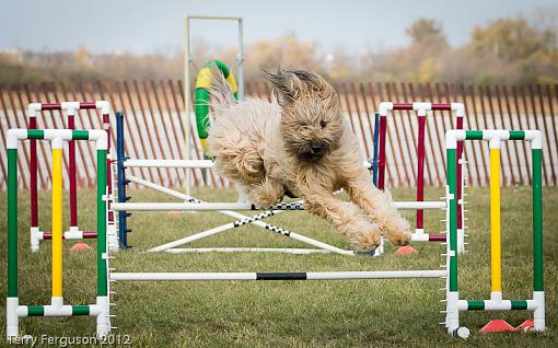 AKC Agility Trials-_dsc1088.jpg