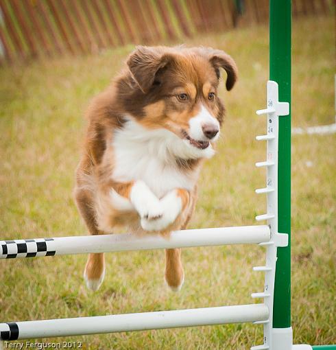 AKC Agility Trials-_dsc1302.jpg