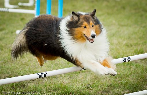 AKC Agility Trials-_dsc0945.jpg