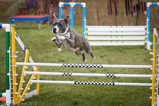 AKC Agility Trials-_dsc1481.jpg