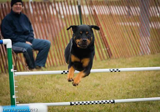 AKC Agility Trials-_dsc1289.jpg