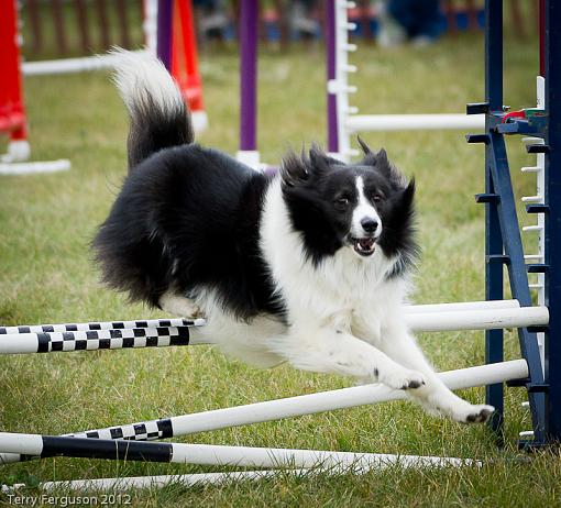 AKC Agility Trials-_dsc0540.jpg