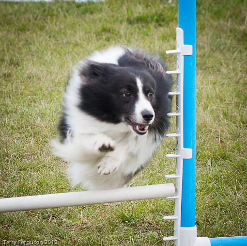 AKC Agility Trials-_dsc1230.jpg