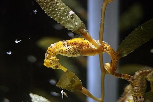 By Request...My Aquarium Litghting Setup.-js051066.jpg