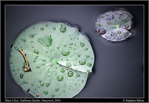 No words: Circle-04-vdg-water-lillies-screen.jpg