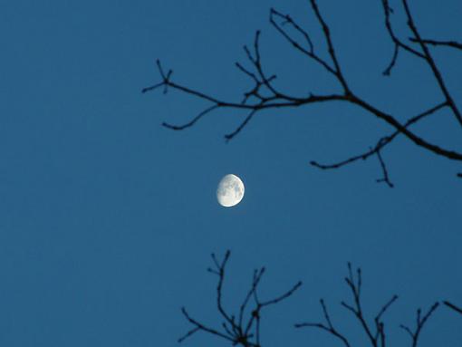 One for Speed to rip apart.-moon-tree.jpg