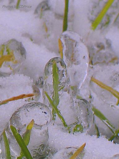 I'm iced in, the cameras still work . . .-iced-grass.jpg