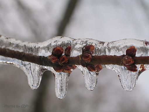 I'm iced in, the cameras still work . . .-buds-36.jpg