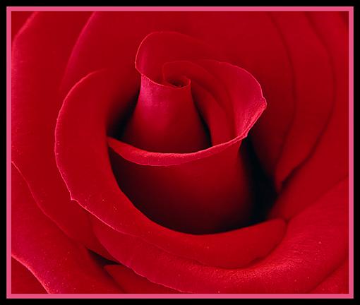 How do you feel?-rose-5_2-color.jpg