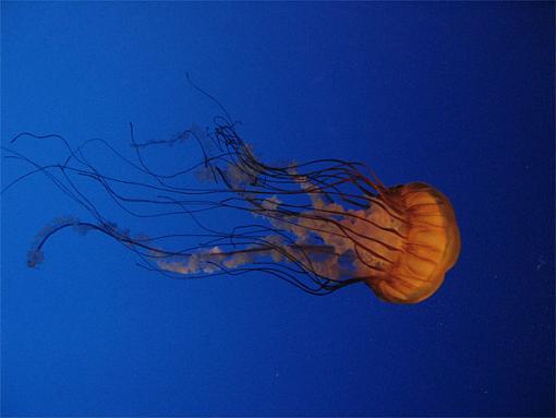 Pics with A new toy-aqua4.jpg