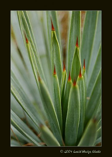 A few from today-yucca.jpg