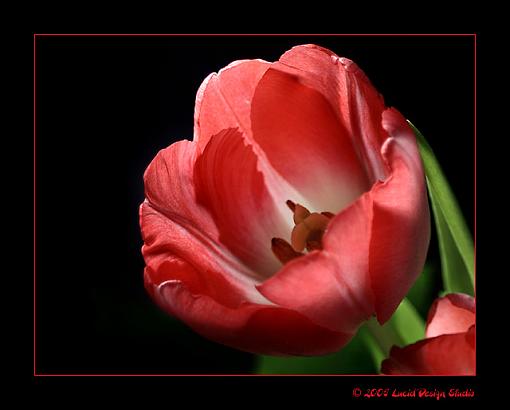 To the forum...Happy V-Day everyone!-tulip2.jpg