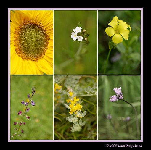 Spring flowers are just around the corner...-flower_collage.jpg