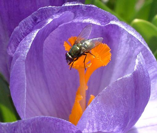 Tired of bugs and flowers?-noon-bloom-fly.jpg