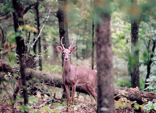 Deer from the summer-deer2.jpg