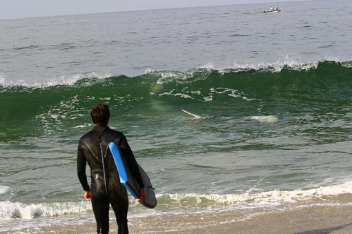 Baby Gray Whale-img_3100b.jpg