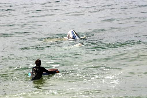 Baby Gray Whale-img_3107b.jpg