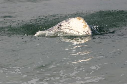 Baby Gray Whale-img_3112b.jpg