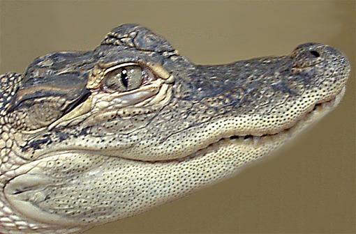 Texas Gator-gator.jpg