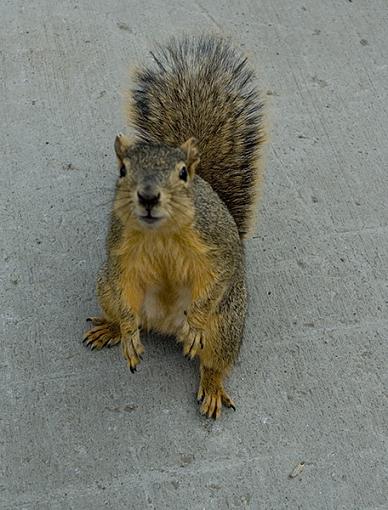 Amazing Idaho Wildlife...-_dsc31272.jpg