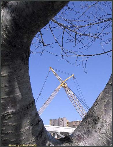 Resting Crane &amp; Tree (work photo)-cnt.jpg