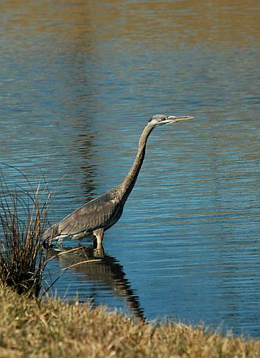 Craning His Neck-dsc_5894.jpg