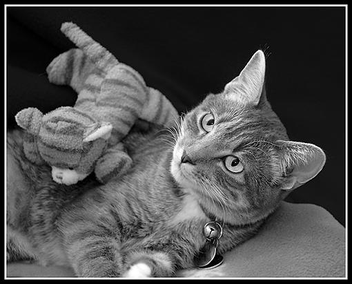 Pets-_dsc4607-gracie-mini-1-bw-crop-preview.jpg