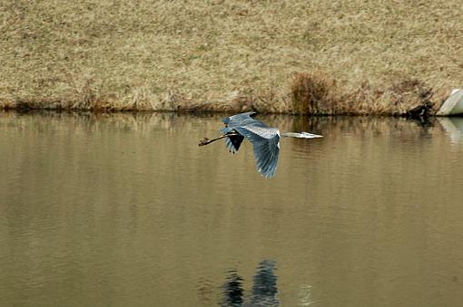 Craning His Neck-dsc_5896-no-crop-640.jpg