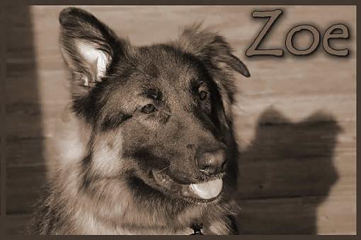 Pets-zoe1024sharpened.jpg