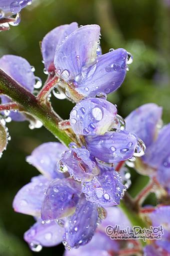Dripping Wetness-_mg_6914_web.jpg