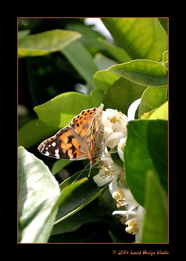 Taking on Goliath face to face...-butterfly.jpg