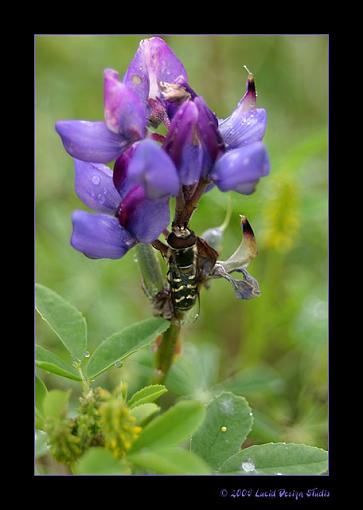 The Skittles factor #2-bugonlupine.jpg