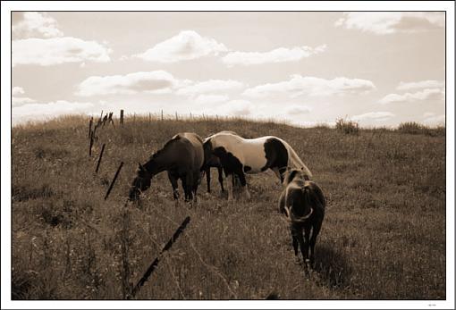 Photographyreview: The People-horses.jpg