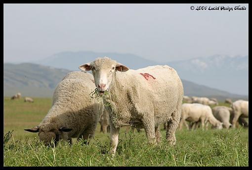 Carrizo Plain National Monument-sheep.jpg