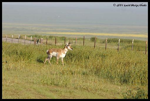 Carrizo Plain National Monument-antelope.jpg