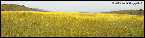 Carrizo Plain National Monument-yellowfield.jpg
