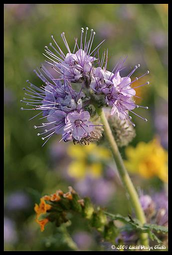 Carrizo Plain National Monument-purpleflower1.jpg