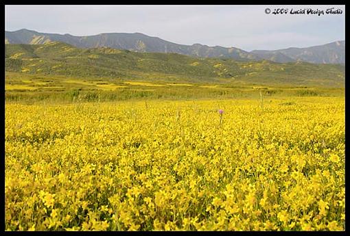 Carrizo Plain National Monument-yellowfield2.jpg