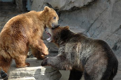 A few from the Denver zoo last Monday-bears.jpg