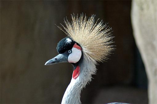 A few from the Denver zoo last Monday-bird.jpg