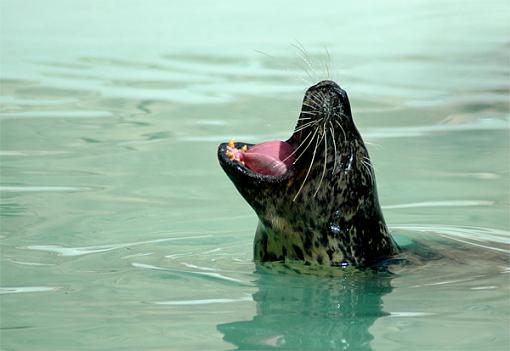 A few from the Denver zoo last Monday-seal.jpg