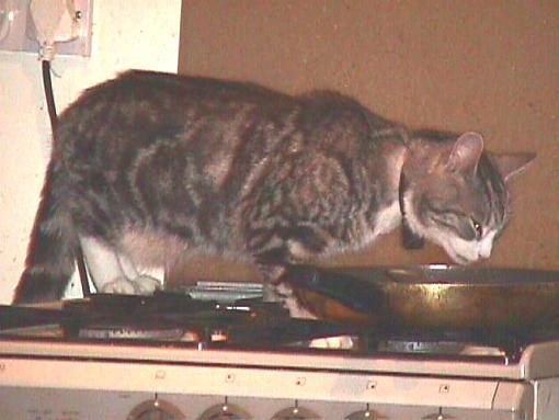 The Naughty Kitty Files.... #1-rincy-cooker.jpg