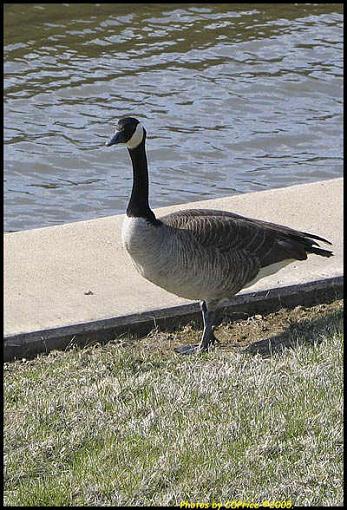 Just a Goose Photo-goose2b.jpg