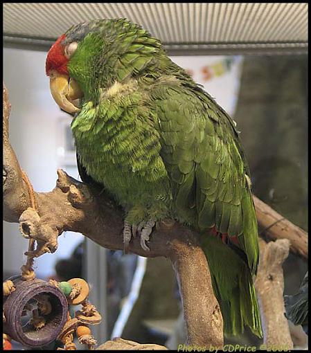 IW2TZ* Green Cheeked Amazon-gcp1.jpg